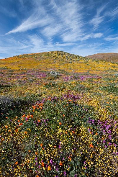 California Fields of California Poppy-Goldfields-Owls Clover with clouds-Antelope Valley